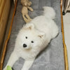 Oversized Plush Dog Cat Bed ,Sofa Crate Pad, Ultra Soft Polyester Pet Mat for All Size Cats Dogs, Adorable Rectangle Couch