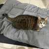 Oversized Plush Dog Cat Bed ,Sofa Crate Pad, Ultra Soft Polyester Pet Mat for All Size Cats Dogs, Adorable Rectangle Couch