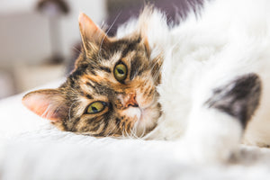 Cat Products
