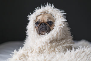Cozy Comfort