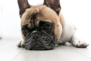 Dog Products