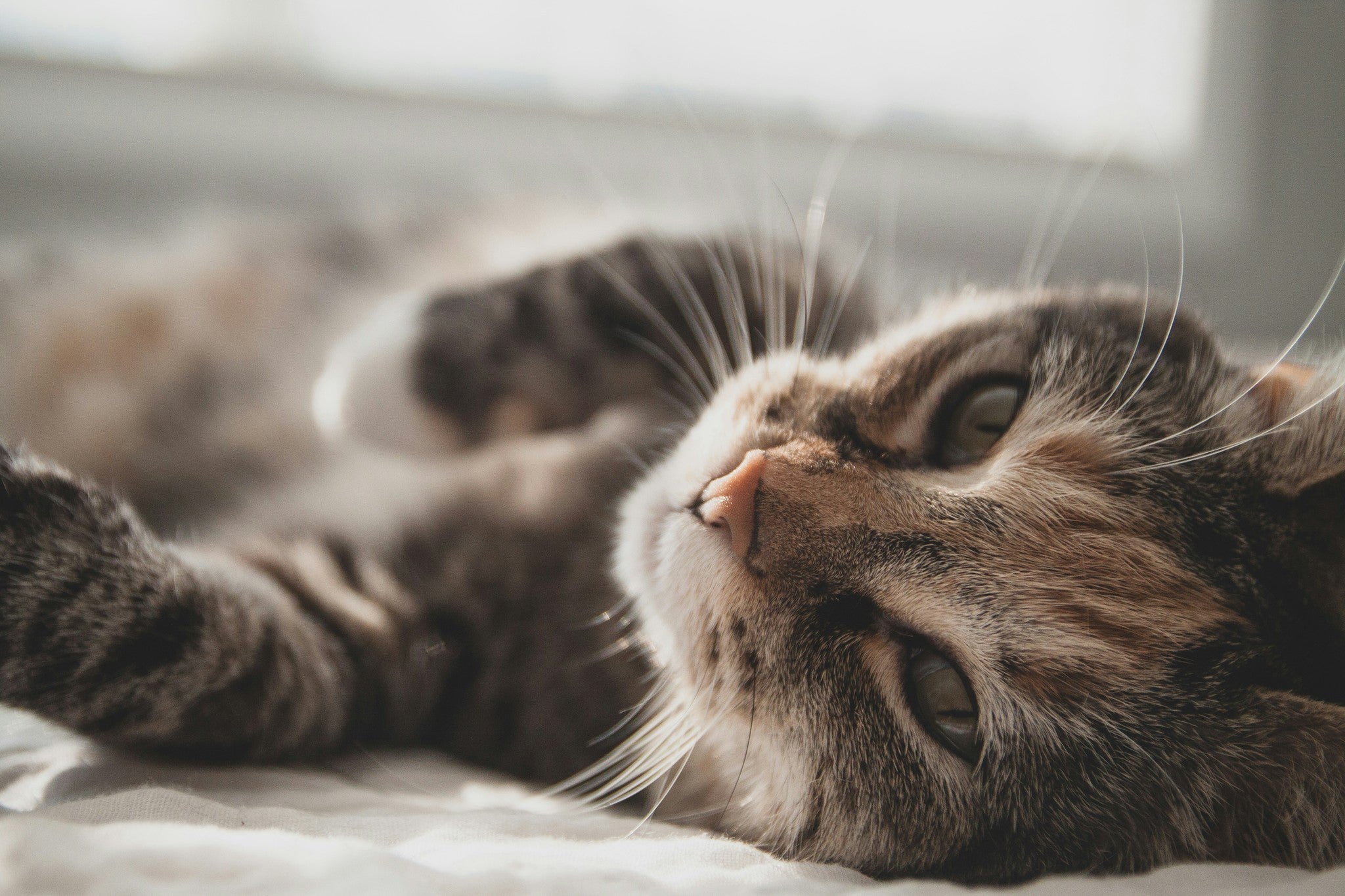 Cozy Cuddles & Co.